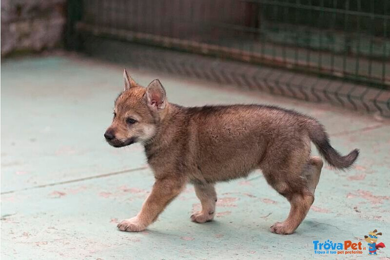 Cuccioli cane lupo Cecoslovacco - Foto n. 3