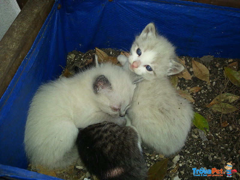 Cuccioli Cercano Casa! - Foto n. 3