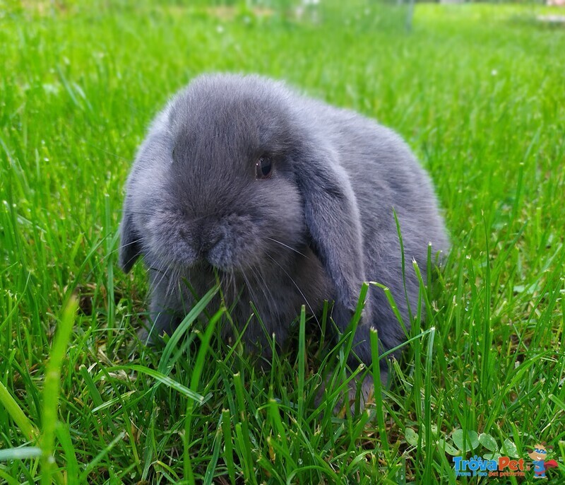 Cuccioli Coniglio Ariete Nano - Foto n. 1