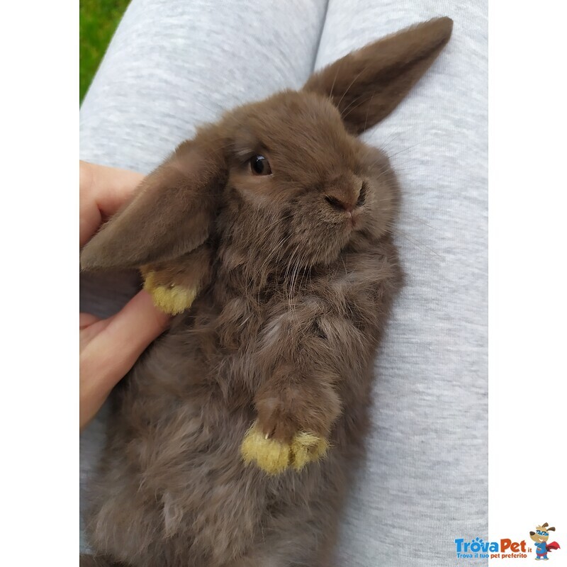 Cuccioli Coniglio Ariete Nano - Foto n. 2