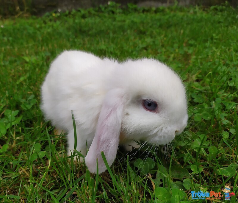 Cuccioli Coniglio Ariete Nano - Foto n. 4