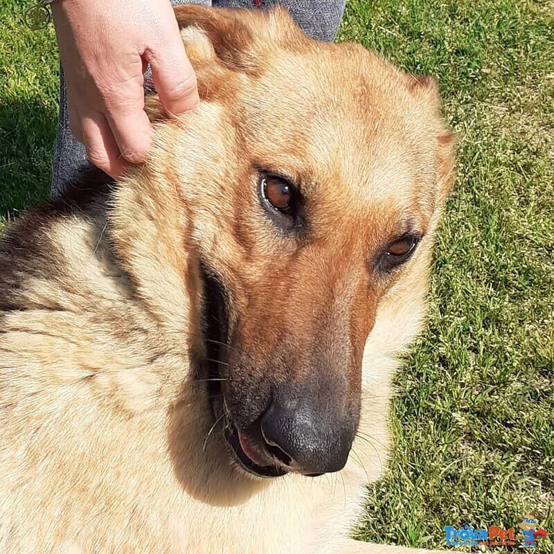 Cagnolona Dolcissima Cerca Casa - Foto n. 2