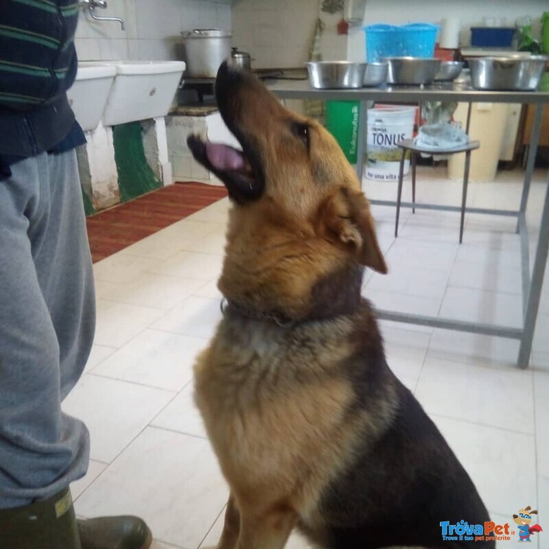 Cagnolona Dolcissima Cerca Casa - Foto n. 3