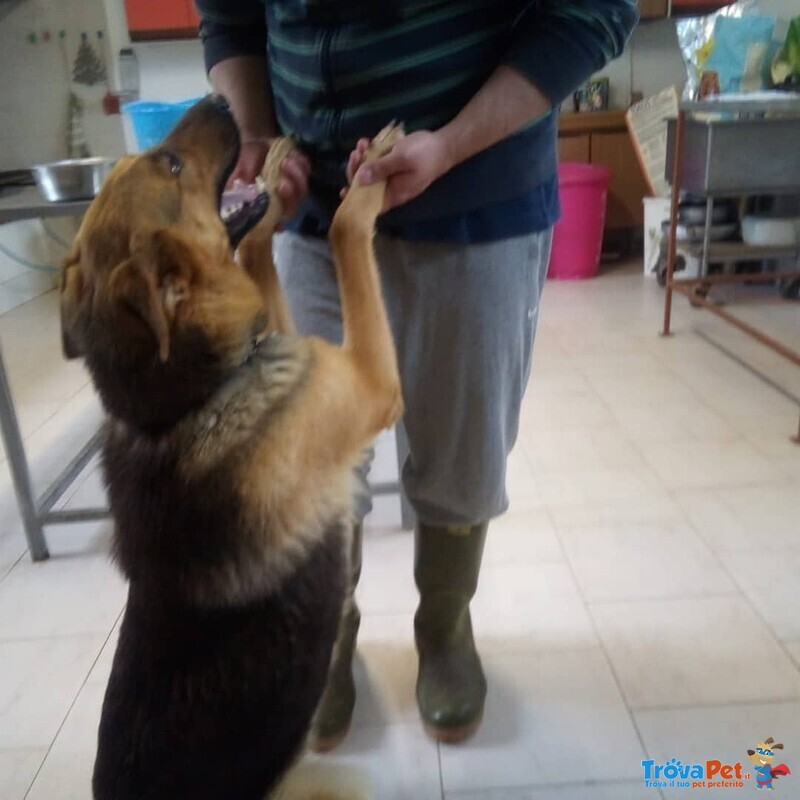 Cagnolona Dolcissima Cerca Casa - Foto n. 1