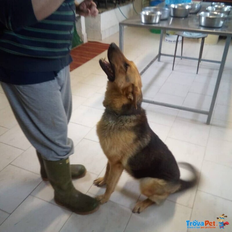 Cagnolona Dolcissima Cerca Casa - Foto n. 4