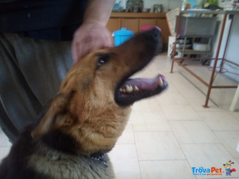 Cagnolona Dolcissima Cerca Casa - Foto n. 5