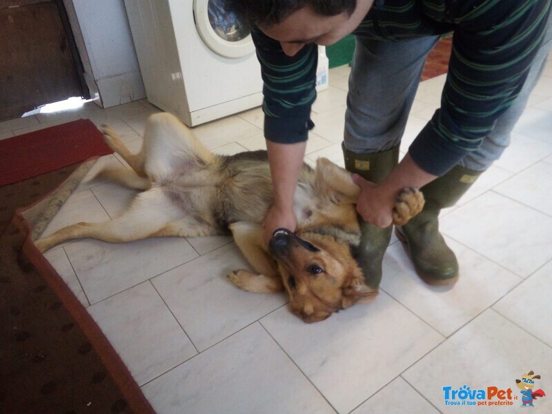 Cagnolona Dolcissima Cerca Casa - Foto n. 6