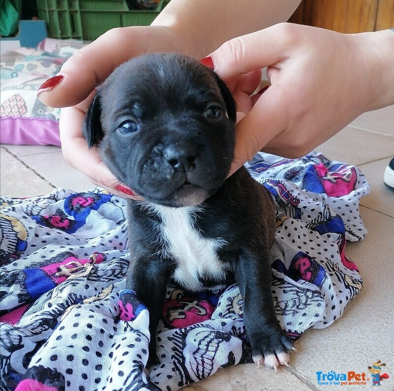 Cuccioli di Staffordshire bull Terrier - Foto n. 3