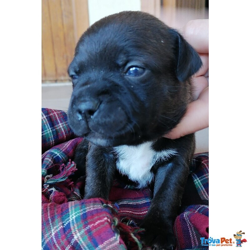 Cuccioli di Staffordshire bull Terrier - Foto n. 6