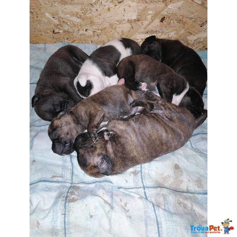 Cuccioli di Staffordshire bull Terrier - Foto n. 9