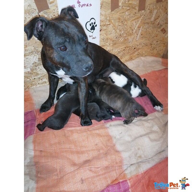 Cuccioli di Staffordshire bull Terrier - Foto n. 1