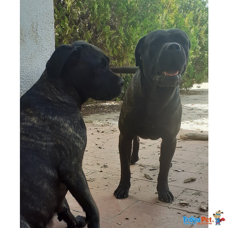 Cuccioli di cane Corso - Foto n. 1