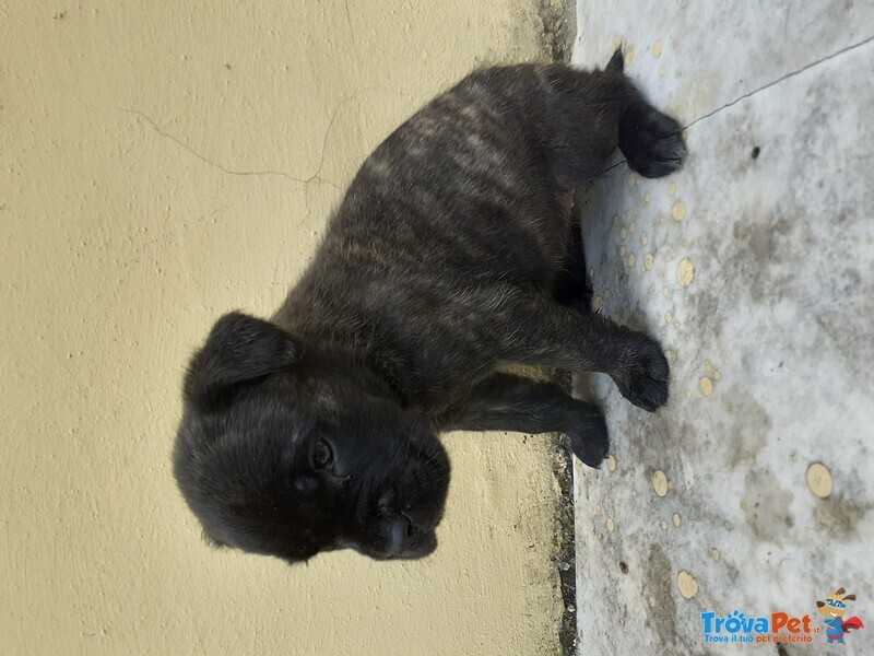 Cuccioli di cane Corso - Foto n. 2