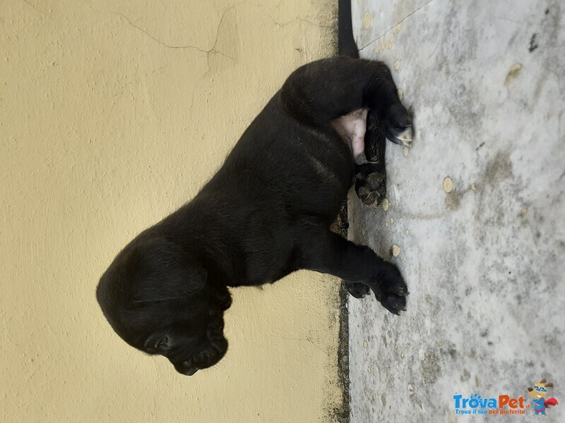 Cuccioli di cane Corso - Foto n. 3