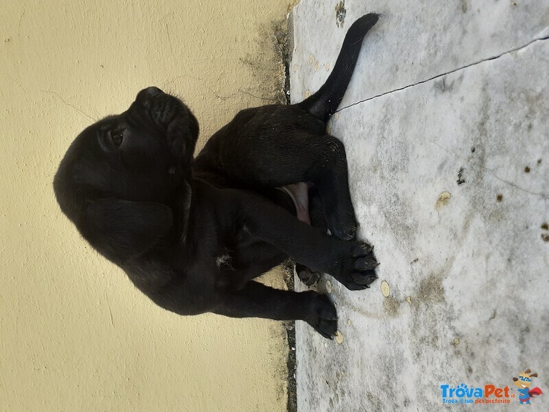 Cuccioli di cane Corso - Foto n. 4