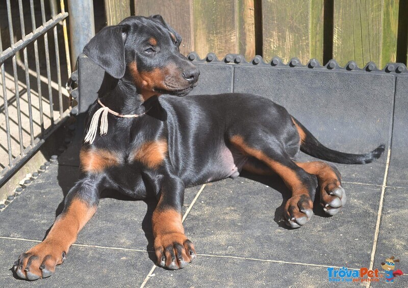 Cuccioli di Dobermann Maschio e Femmina - Foto n. 3