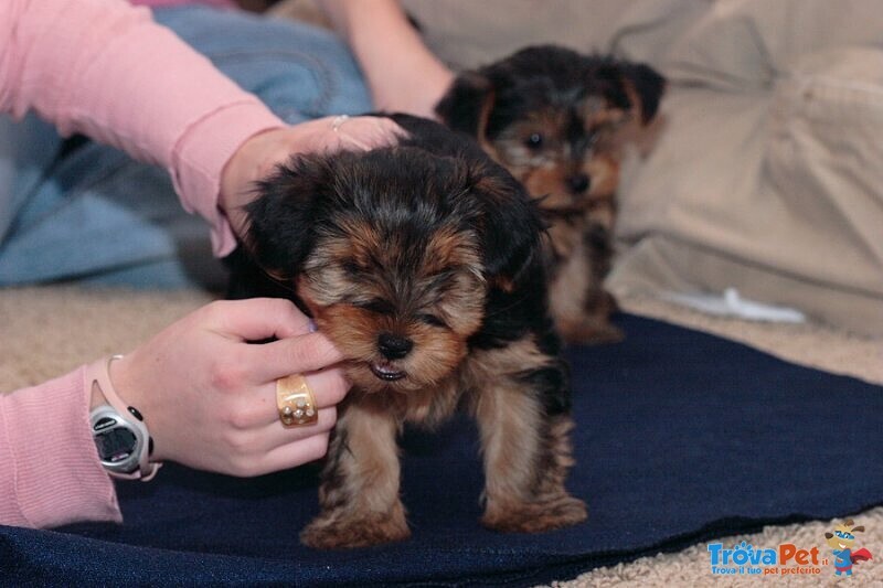 Disponibile Eccellente Cucciolata di Yorkshire Toy - Foto n. 2