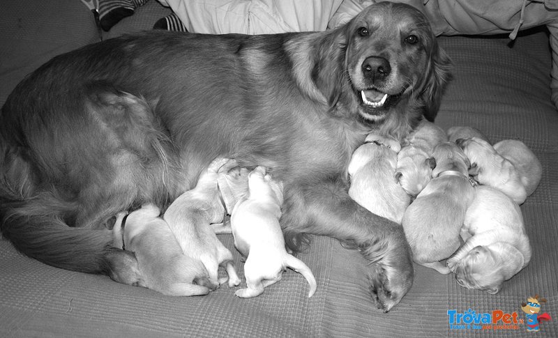 Cuccioli Golden Retriever - Foto n. 1