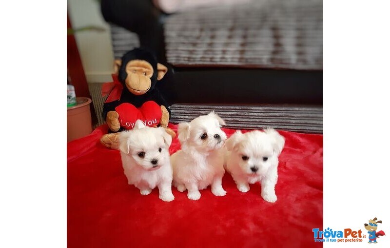 Stupendi Cuccioli di Maltese Toy - Foto n. 2