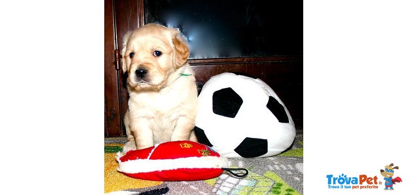 Cuccioli Golden Retriever - Foto n. 3