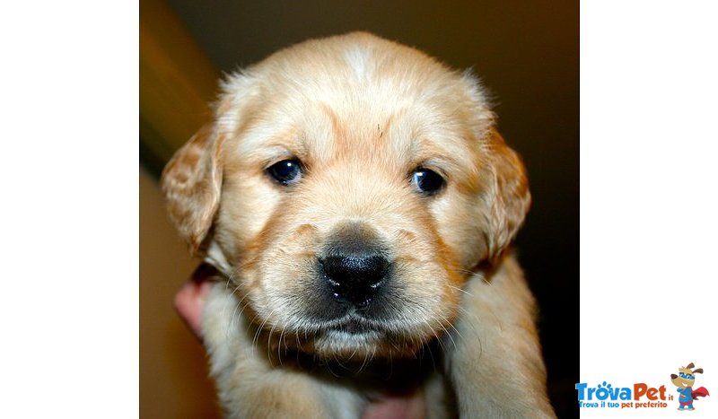 Cuccioli Golden Retriever - Foto n. 4