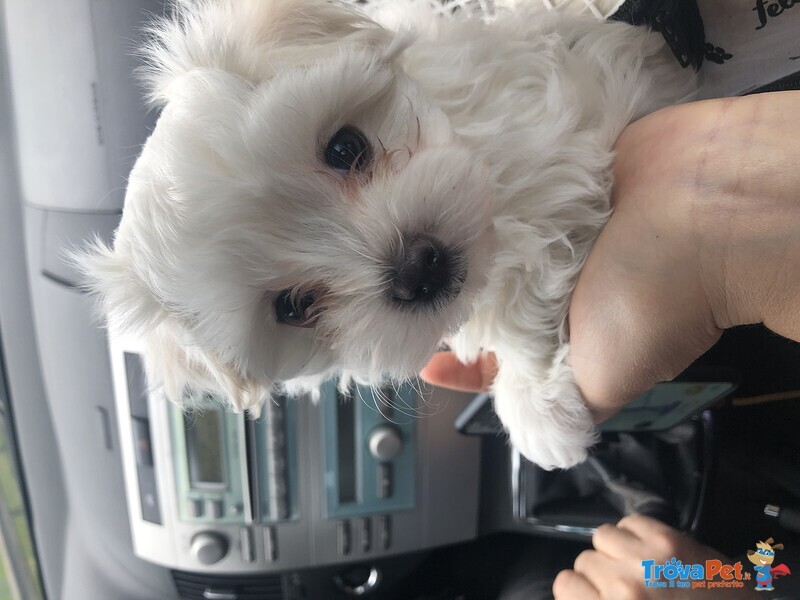 Vendo Cucciolo di Maltese con Pedegree - Foto n. 1