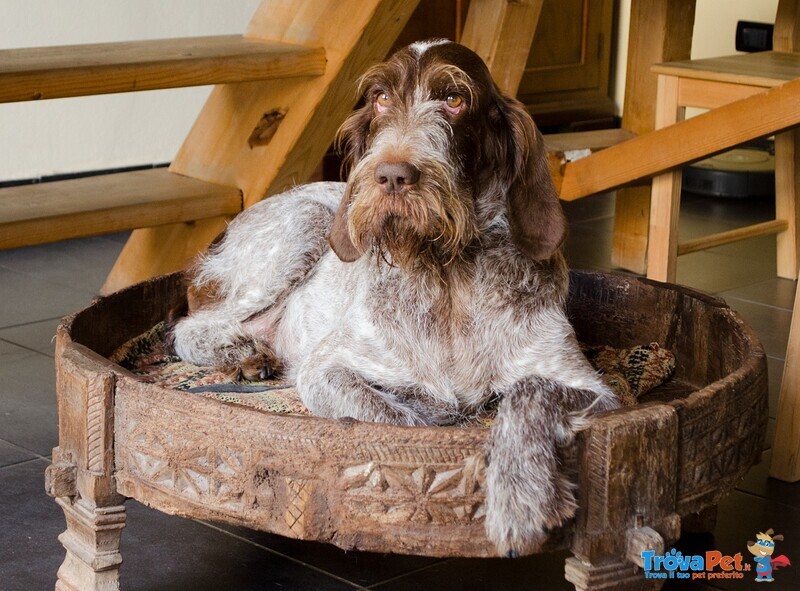 Cane Caccia - Spinone - Affrettati solo 3 Rimasti - Foto n. 3