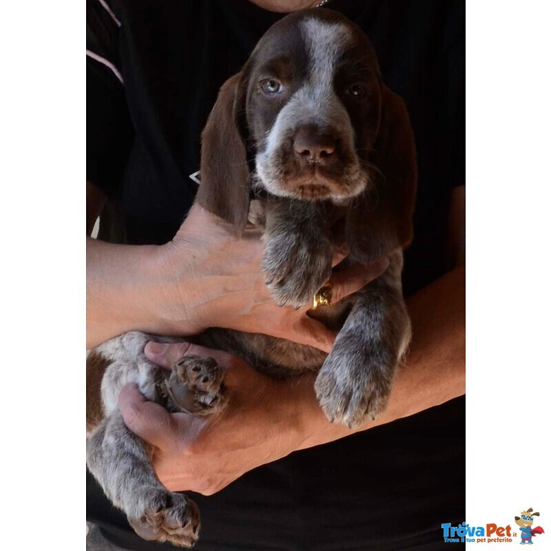 Cane Caccia - Spinone - Affrettati solo 3 Rimasti - Foto n. 4