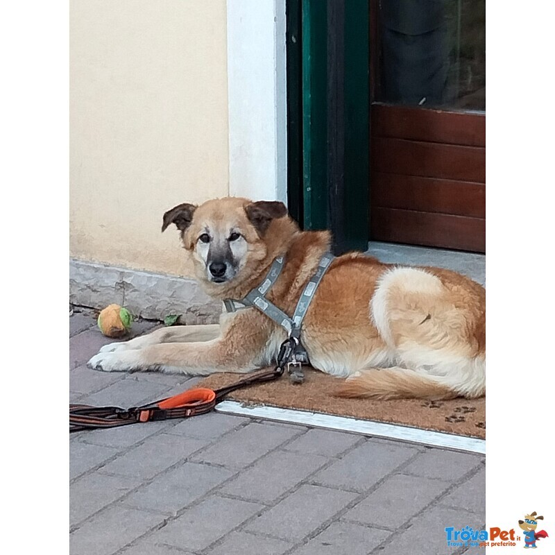 Cane mix Pastore Cerca Stallo/adozione - Foto n. 3