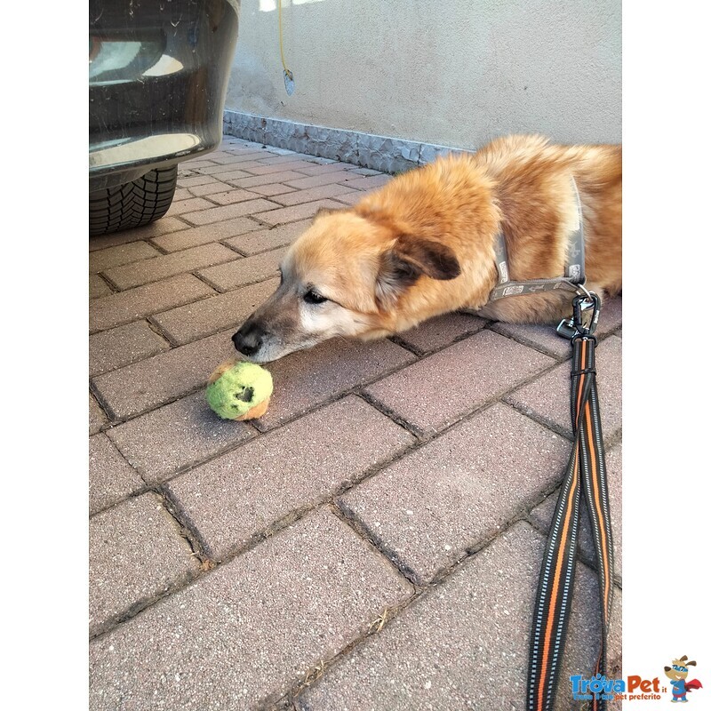 Cane mix Pastore Cerca Stallo/adozione - Foto n. 8