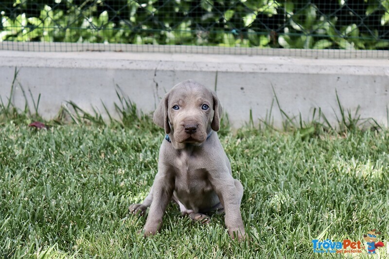 Cuccioli Maschi Weimaraner da Linee Selezionate - Foto n. 1