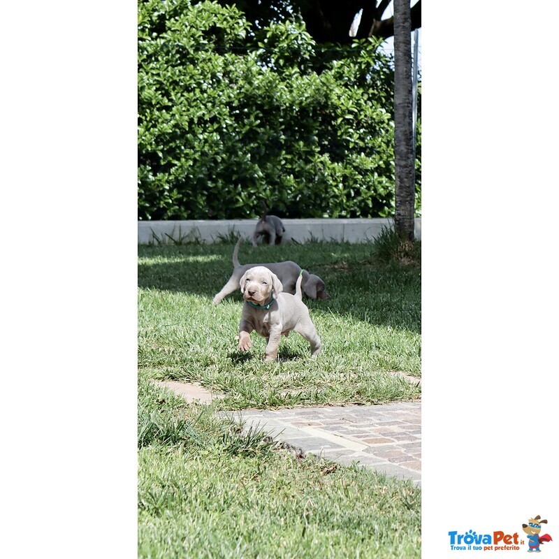 Cuccioli Maschi Weimaraner da Linee Selezionate - Foto n. 2