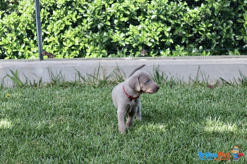 Cuccioli Maschi Weimaraner da Linee Selezionate - Foto n. 3