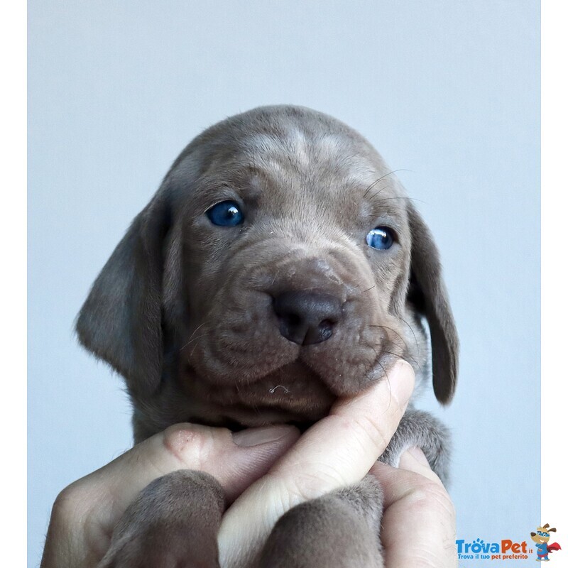 Cuccioli Maschi Weimaraner da Linee Selezionate - Foto n. 5