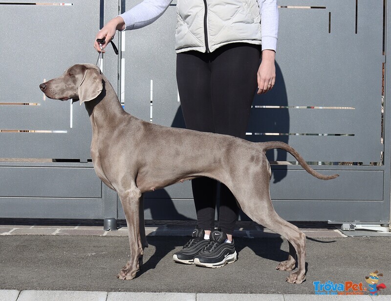 Cuccioli Maschi Weimaraner da Linee Selezionate - Foto n. 7