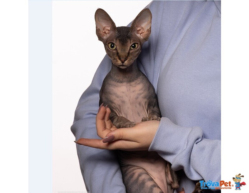 Cuccioli di Sphynx (gatto Nudo) - Foto n. 1