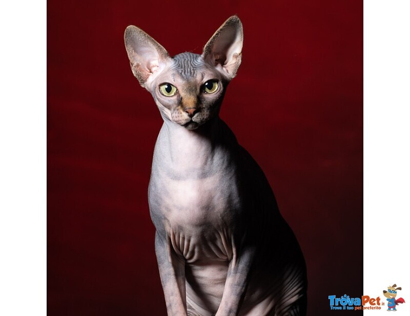 Cuccioli di Sphynx (gatto Nudo) - Foto n. 2