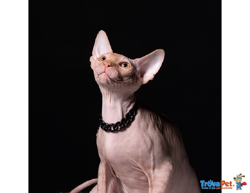 Cuccioli di Sphynx (gatto Nudo) - Foto n. 3