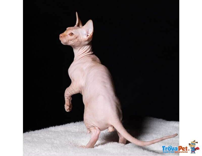 Cuccioli di Sphynx (gatto Nudo) - Foto n. 4