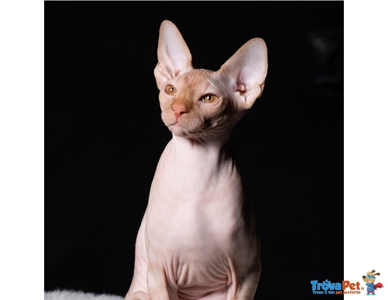 Cuccioli di Sphynx (gatto Nudo) - Foto n. 5