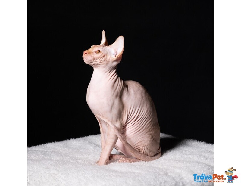 Cuccioli di Sphynx (gatto Nudo) - Foto n. 6