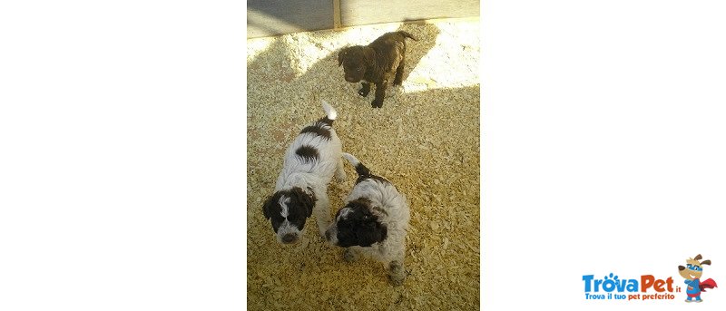 Cuccioli Lagotto Romagnolo - Foto n. 1