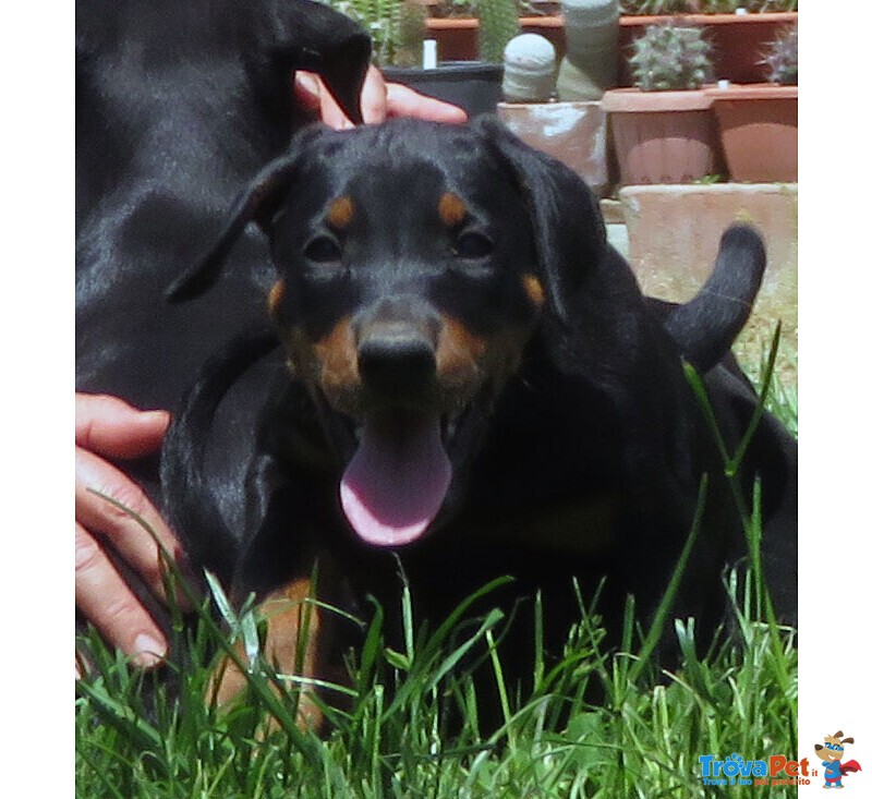 Dobermann Cuccioli - Foto n. 1