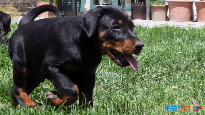 Dobermann Cuccioli - Foto n. 3