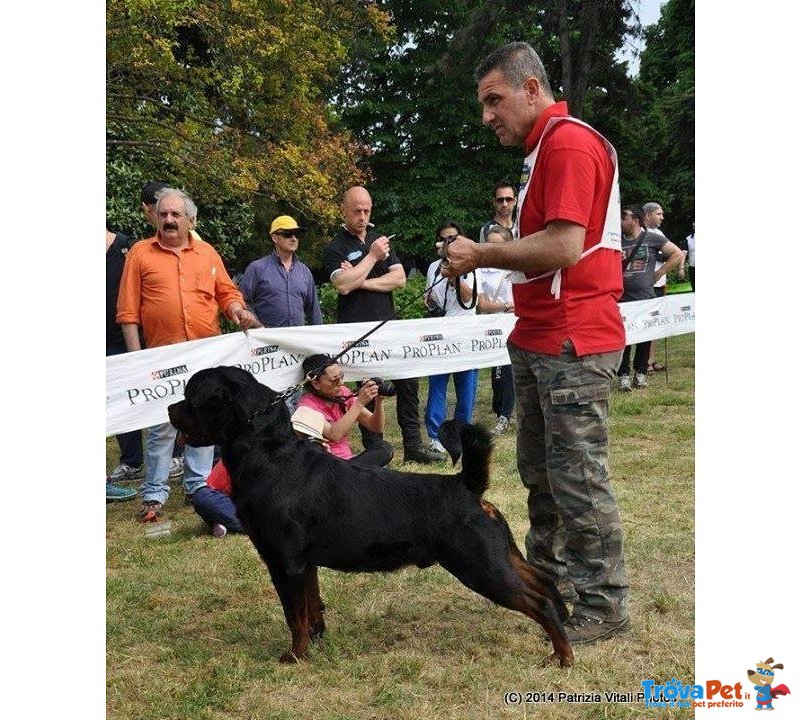 Cuccioli di Rottweiler - Foto n. 1