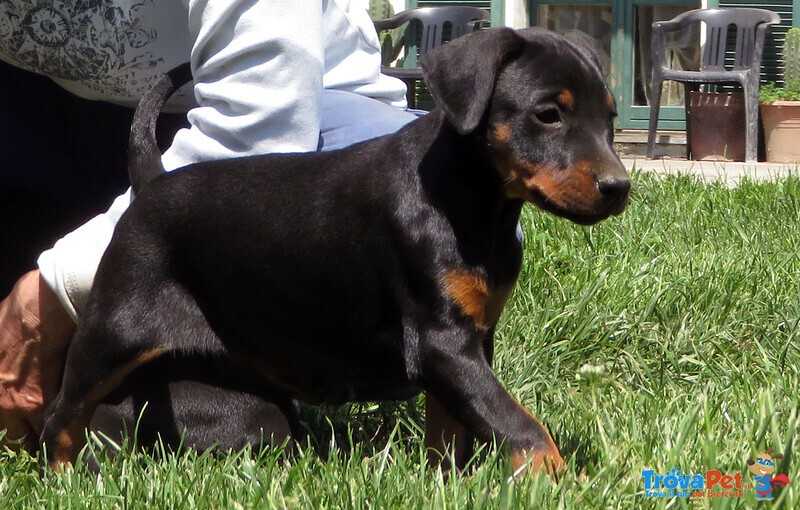 Dobermann Cuccioli - Foto n. 4