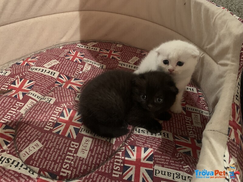 Cuccioli di Scottish Fold - Foto n. 2