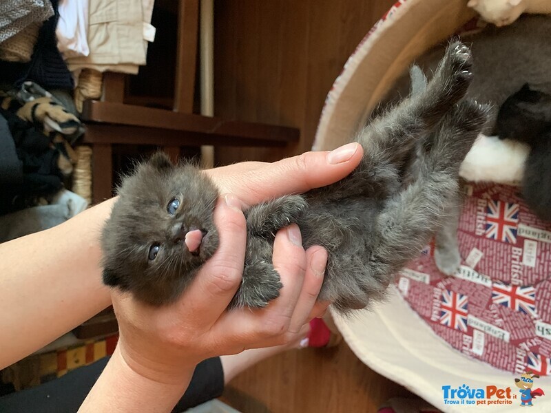 Cuccioli di Scottish Fold - Foto n. 1