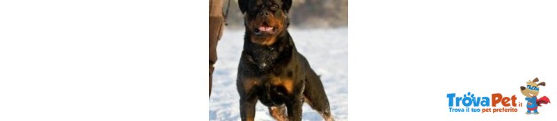 Cuccioli di Rottweiler - Foto n. 4