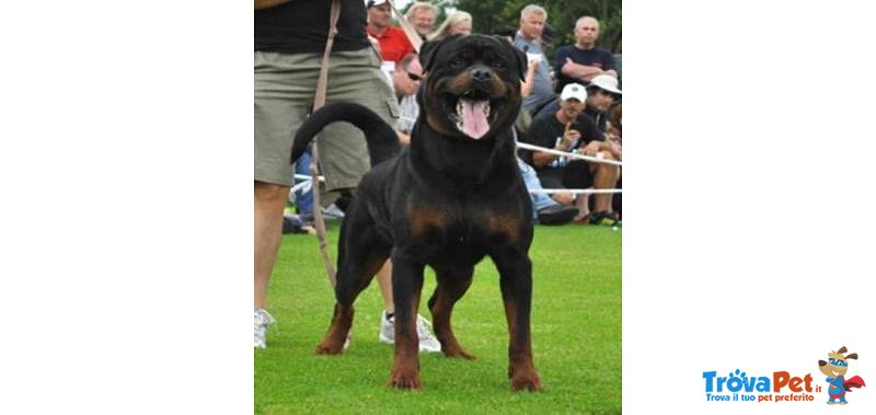 Cuccioli di Rottweiler - Foto n. 5